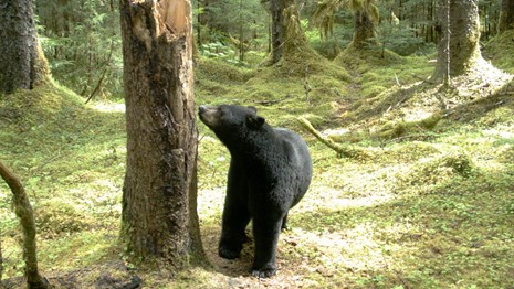 black bear sniffs tree stump