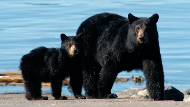 black bear sow and cub