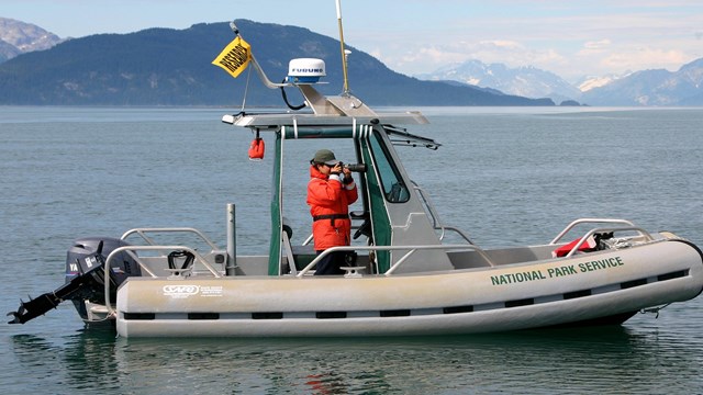 Over 30 years of whale research