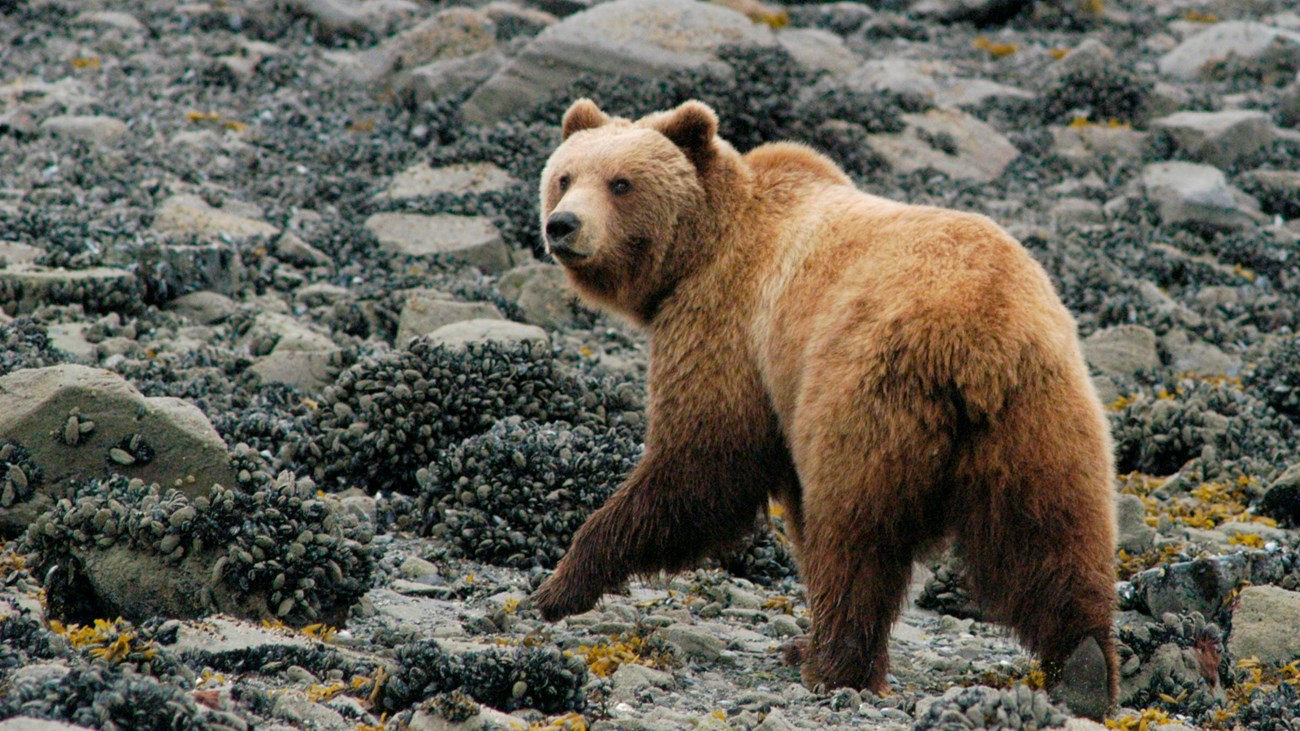 Bears at Glacier Bay