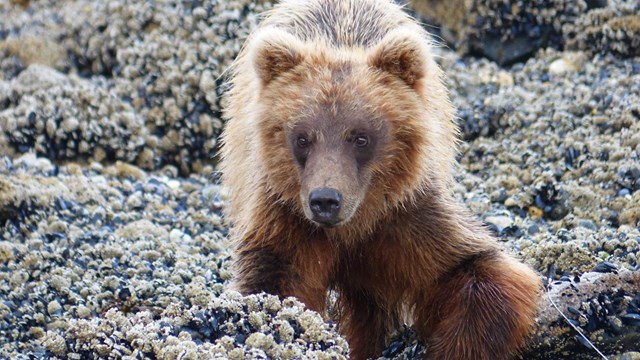 brown bear on a beach