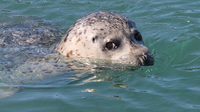 Harbor Seals love Glacier Bay