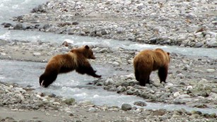 two brown bears at rocky stream