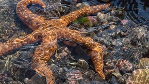 an orange sea star in a tide pool