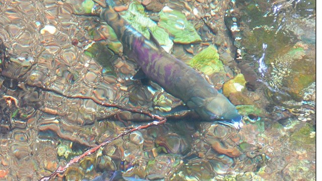 image of a fish in a stream