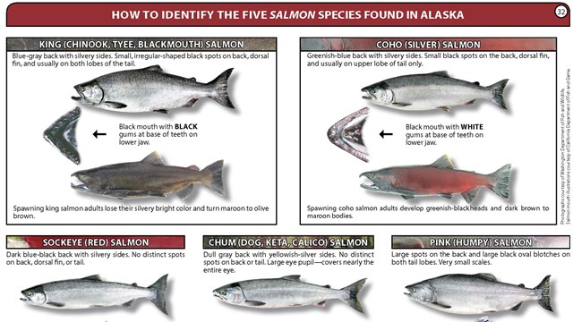 Salmon Identification Chart