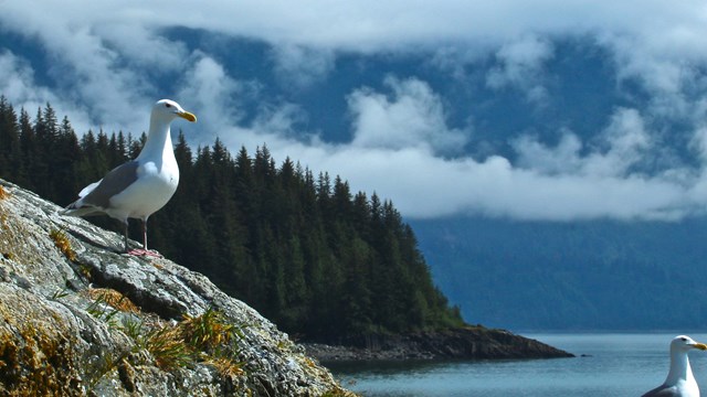 Tlingit Gull Egg Harvest