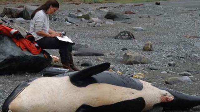 Discovered in Glacier Bay