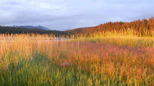 a field of tall grass at sunset