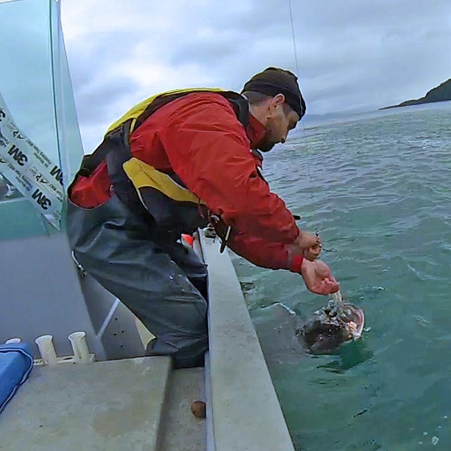 Halibut Release