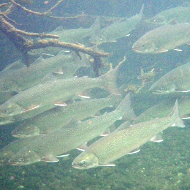 Salmon swimming under water