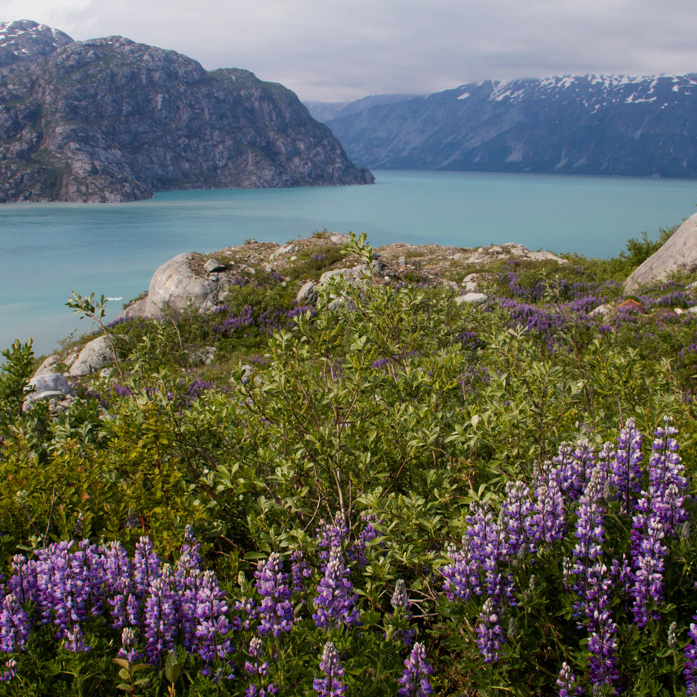What Makes Glacier Bay Special?