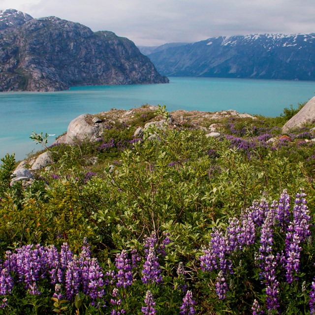 What Makes Glacier Bay Special?