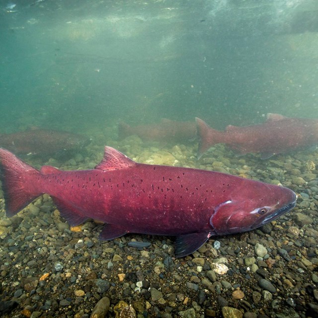chinook salmon migrating in a river