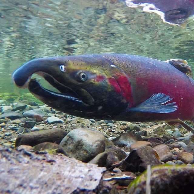 underwater image of a coho salmon in spawning colors swimming in a clear shallow clear