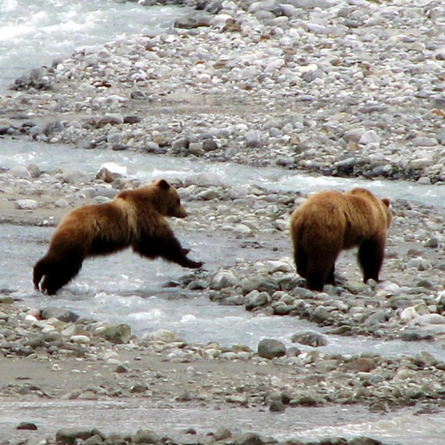 two brown bears at rocky stream