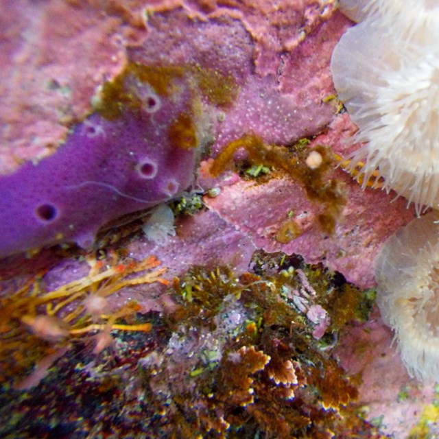 sea sponges, anemones, and other colorful marine creatures on a rock