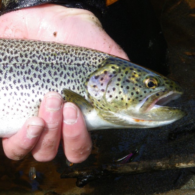 Coastal Cutthroat Trout - Glacier Bay National Park & Preserve