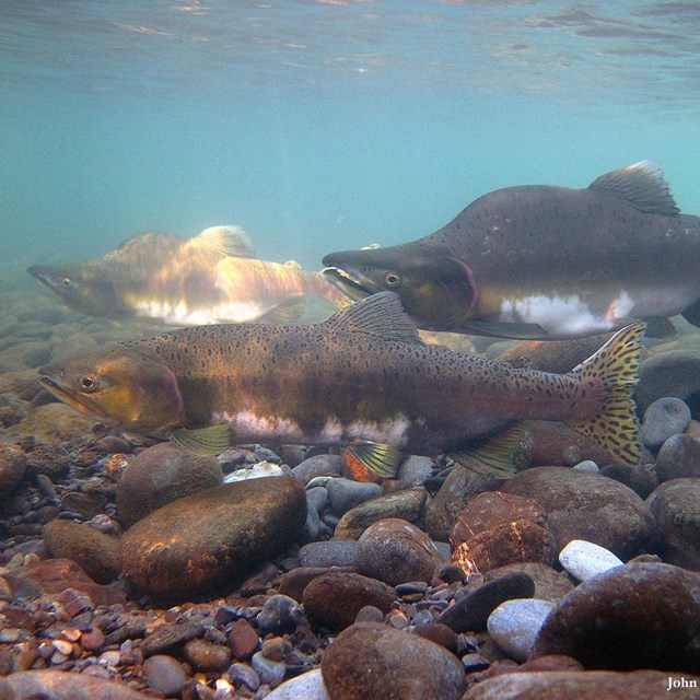 a group of pink salmon swim in clear water above a rocky river bed