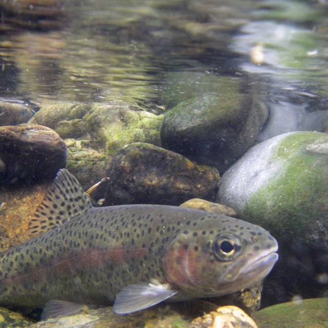 underwater image of a small trout in a shallow, rocky river