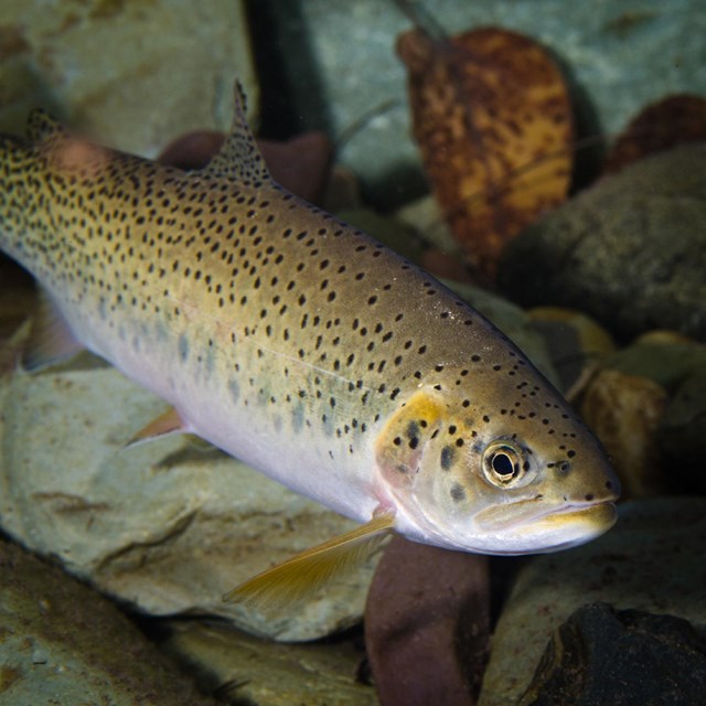 a cutthroat trout swims in clear water