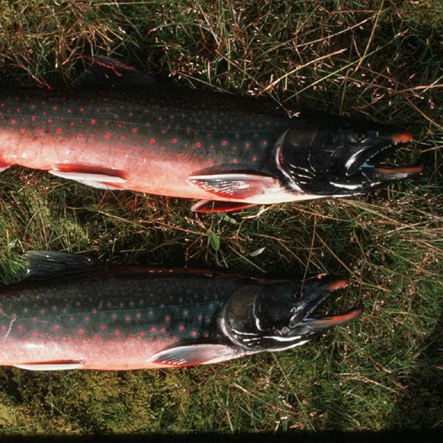 two dolly varden fish laying on grass