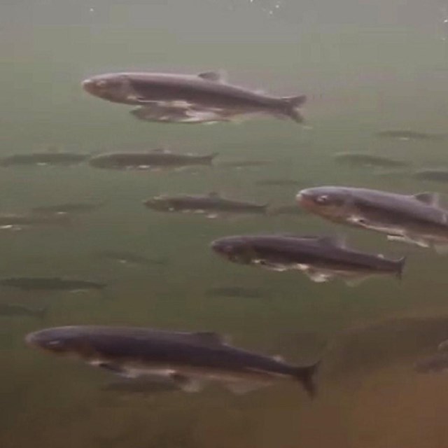 a school of eulachon fish swim in murky water