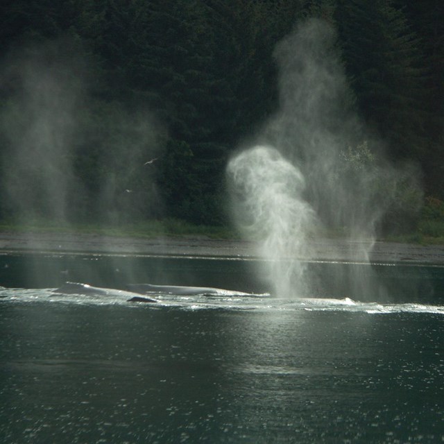 misty spouts of humpback whales