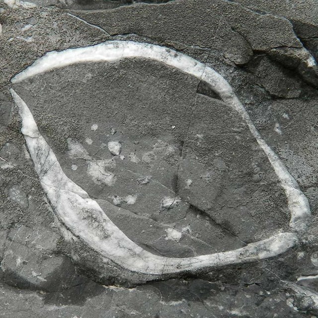 Glacier Bay Fossils