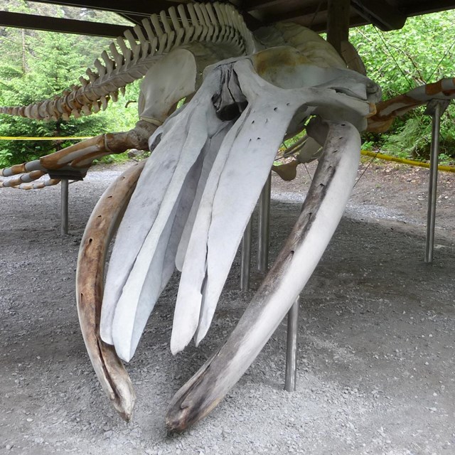 Whale #68 Exhibit in Bartlett Cove