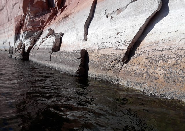 Cliff wall encrusted with mussels exposed below high water line