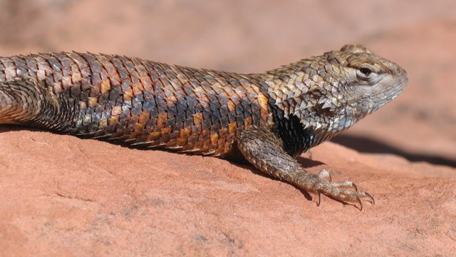 Spiny lizard with colorful pointed scales