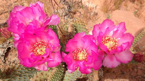 Bunch of bright cactus flowers on prickly pear