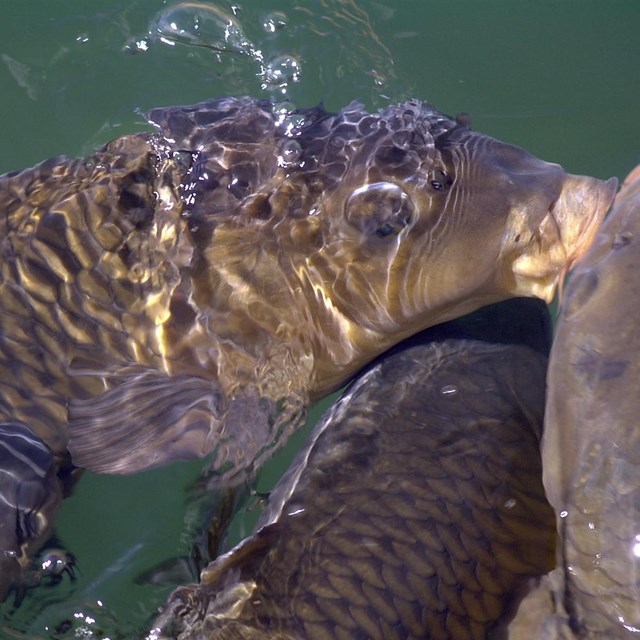 4 dark green-grey fish swim together. One places its mouth on another's head.