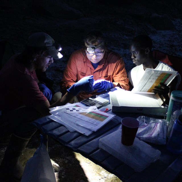Researchers wearing headlamps handle a bat among notes and papers