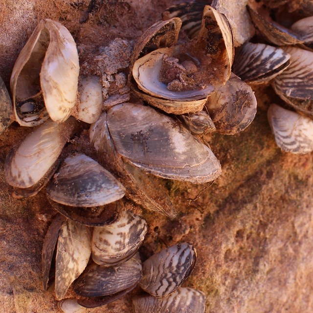 Dense cluster of large striped mussels outside of water