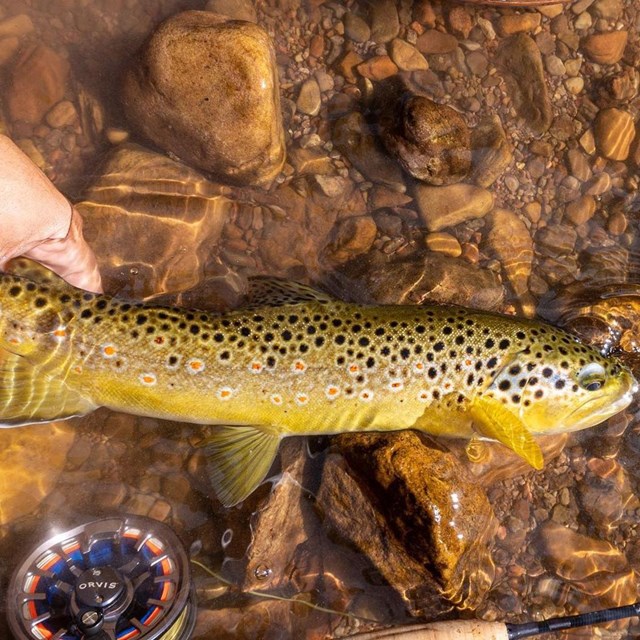 spotted fish in shallow water. Human hand holds tail.