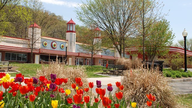 Multi-colored spring tulips blooming in front of Arcade Building.