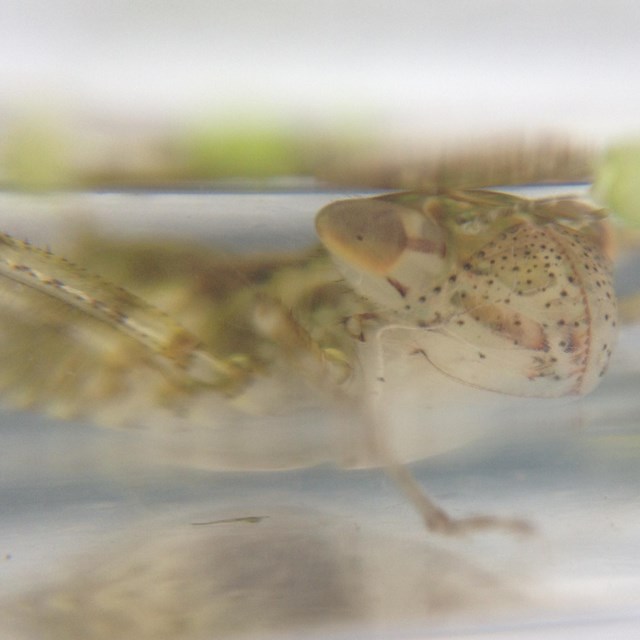 A greenish larval dragonfly looks straight at the camera through the side of a plastic container