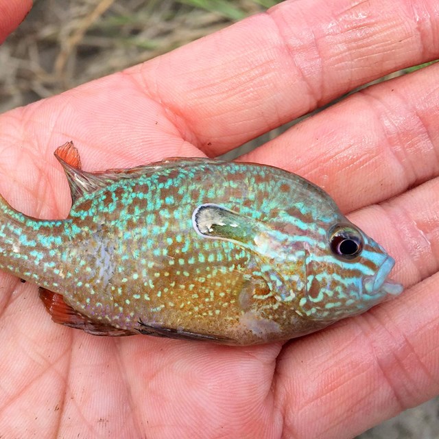 Longear sunfish held in the palm of a hand