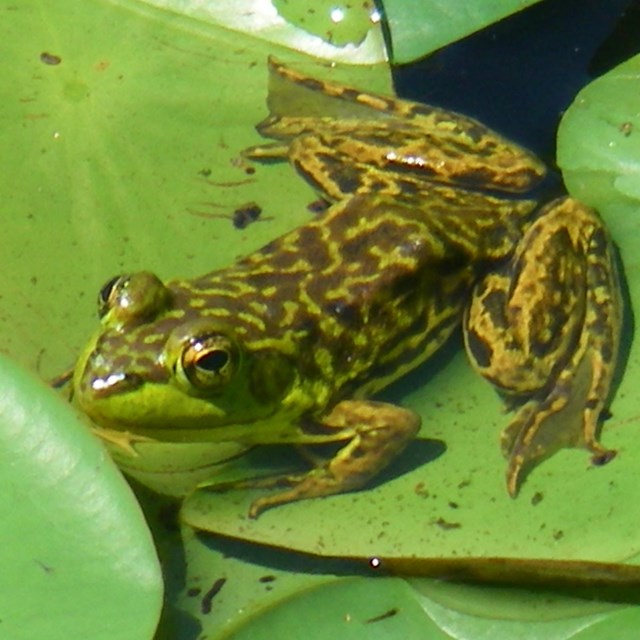 Mink frog on lily pad