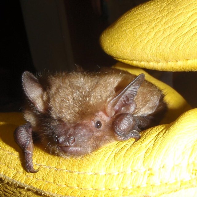 Little brown bat in a gloved hand