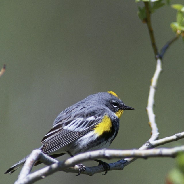Yellow-rumped Warbler / USFWS_Dave Menke