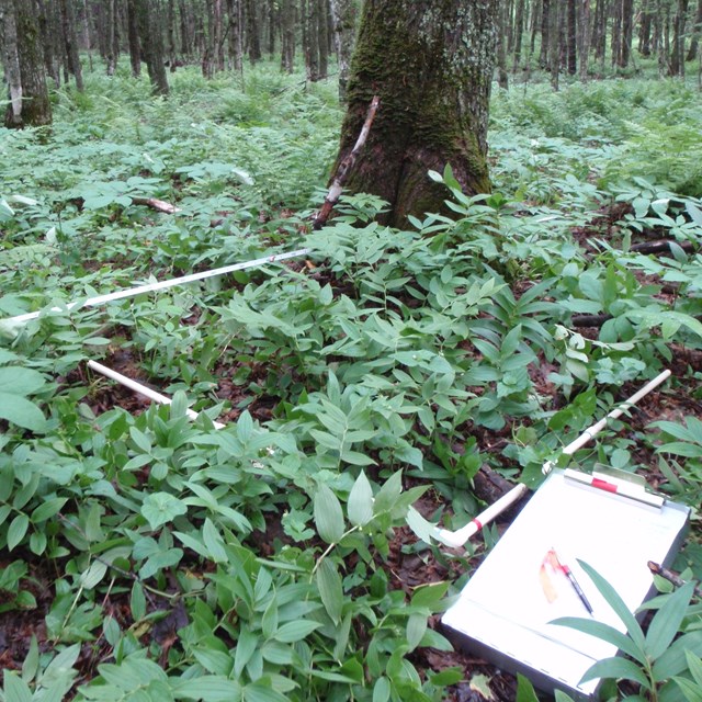 Clipboard and square plot marker on forest floor