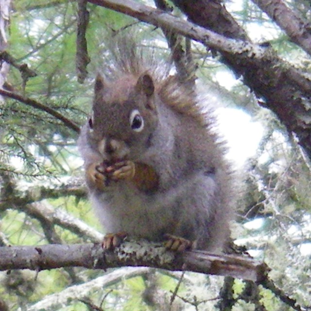 Red squirrel