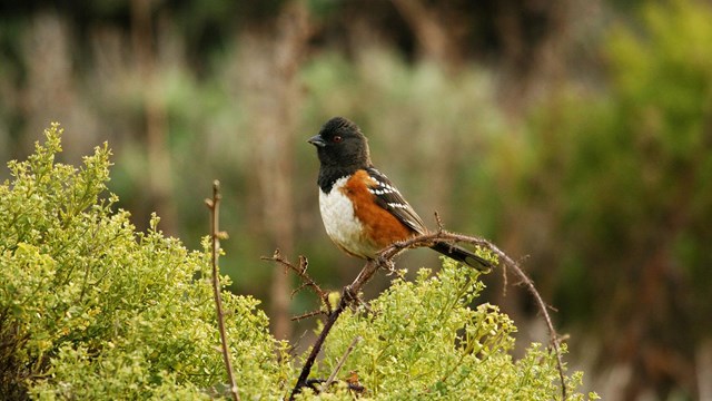 Spotted towhee perches on a bush.