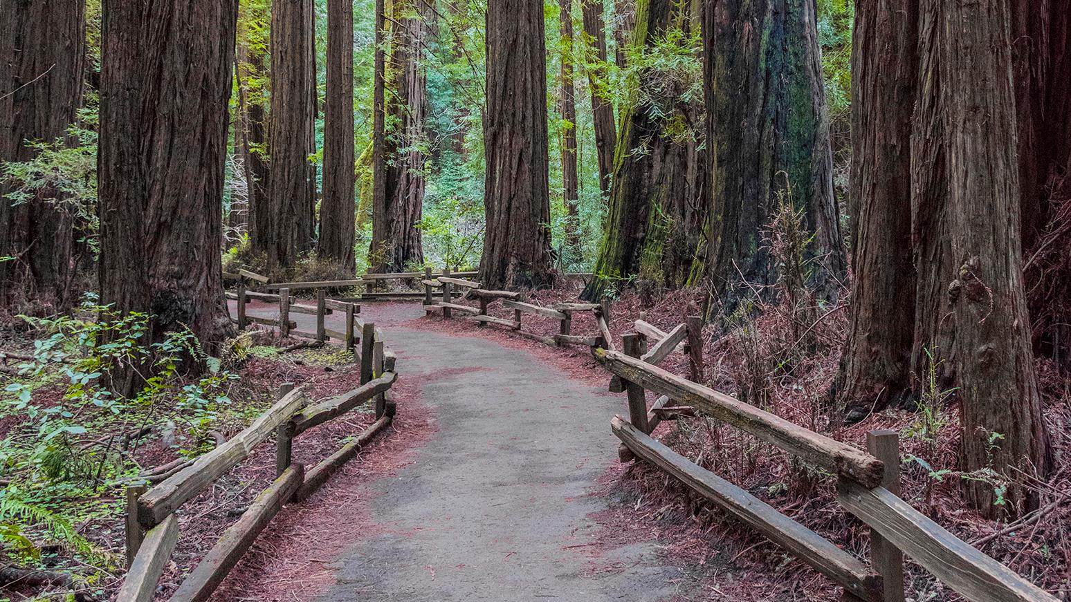Empty trail at Muir Woods
