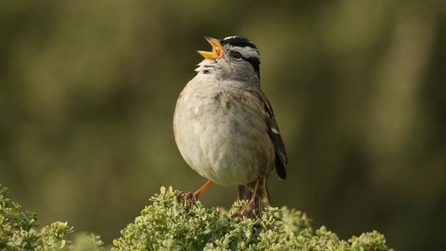 White-crowned sparrow perched on branch.
