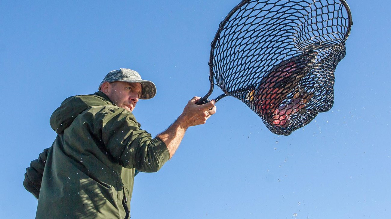 Staff photo with adult coho salmon in net. Taken during 2018 coho release at Muir Beach.