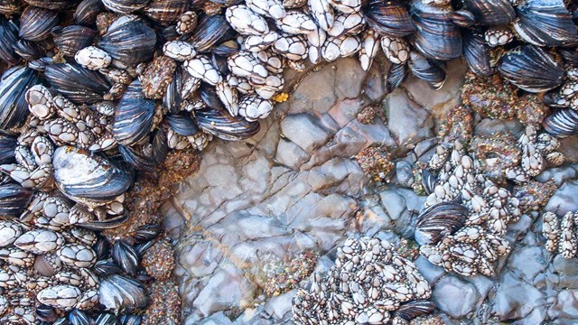 Close up of barnacles and mussels.